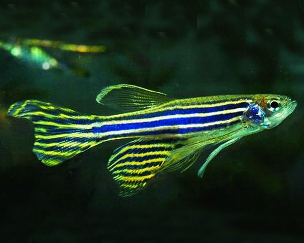 dark green danio